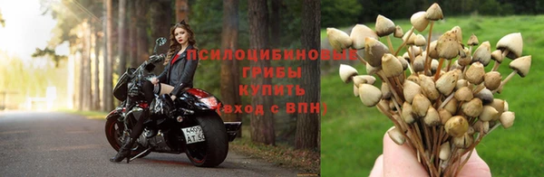 гашик Арсеньев
